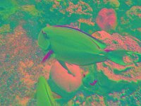 IMGP2854 edited (Medium)